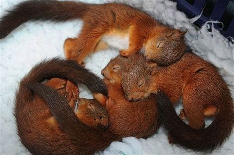 After a long day of seeing what internet anonymity can do to people, you're bound to need some eyebleach. 21 animales que se utilizan entre ellos como cojines | La ...