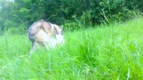 Копия видео Accouplement De Loups En Pleine Nature Wolf Mating Animals