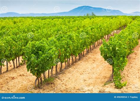 Vineyard Field In Southern France Stock Photo Image Of Green