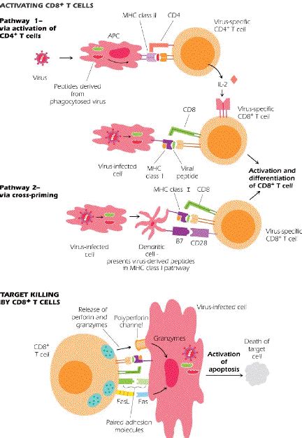 Chapter 10 Activation And Function Of T And B Cells