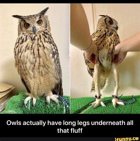 Owls Actually Have Long Legs Underneath All That Fluff Ifunny In
