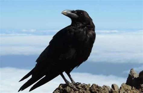 Erek erek gagak 2d 3d 4d dan tafsir mimpi burung gagak menurut buku tafsir mimpi dan kode alam lengkap dengan angka pelarian dan gaya dan adapun angka main jitu untuk mimpi melihat burung gagak hitam terbang adalah sebagai berikut di bawah ini : Gambar Burung Gagak Keren | Gambar Burung Wallpaper