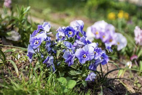 Blue Violets In A Spring Garden Stock Image Image Of Nature Metal