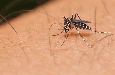 Quanto Tempo A Chikungunya Fica No Corpo