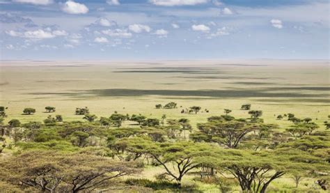 Vastes Plaines De Serengeti Cool Places To Visit Tanzania Safari
