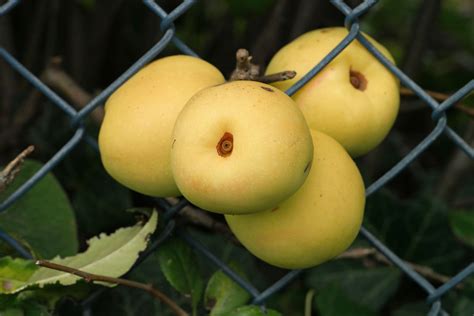 Japanese Quince Chaenomeles Japonica