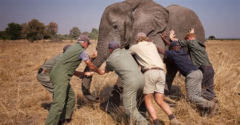 Prince Harry Caught Tipping Elephants In Africa