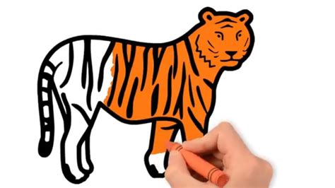 Tiger Simple Wild Animal Drawings I Want To Draw A Simple Tiger For A