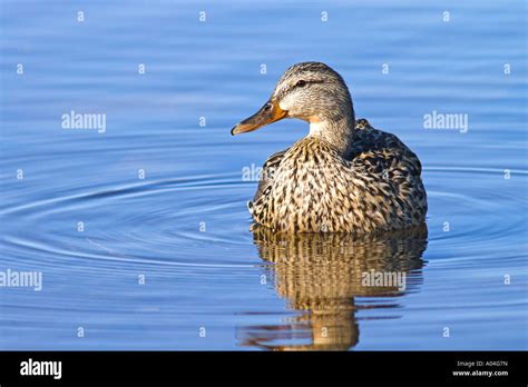 Female Mallard Duck Floating On Calm Water Quebec Canada Stock Photo