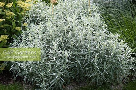 Artemisia is a very good dried flower filler, beautiful for dried flower wreaths or swag bases. GAP Gardens - Artemisia ludoviciana 'Silver Queen' - Image ...