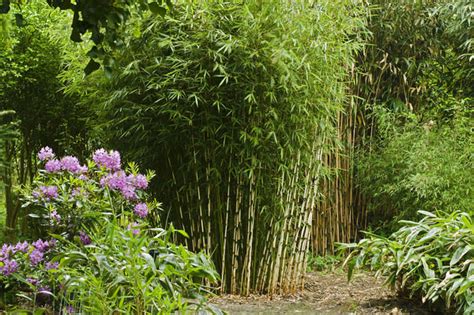 I had no idea how useful the lots of good info on basic clumping bamboo 101! Hardy Tropicals You Can Grow! | The Garden Glove