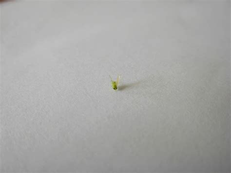 They are so small you can barely see them. Fresh Brainz: Tiny Green Insect