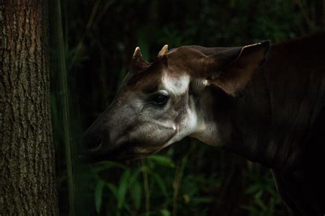 Bronx Zoo Okapi
