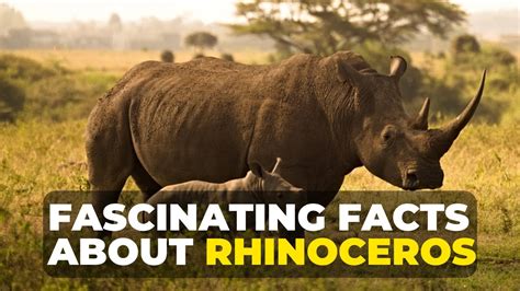Fascinating Facts About Rhinoceros Rhinoceros Facts Youtube