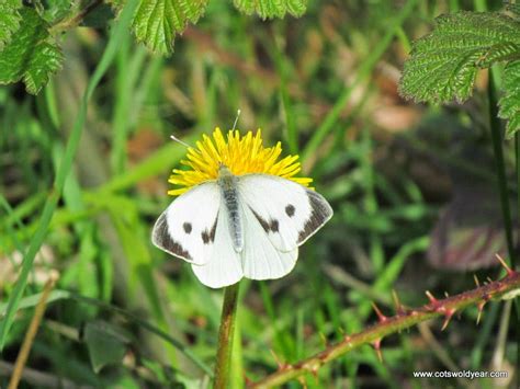 A Cotswold Year Large White Butterfly