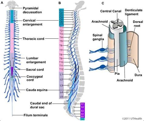 Gross Anatomy of Spinal Cord - Ek Saval
