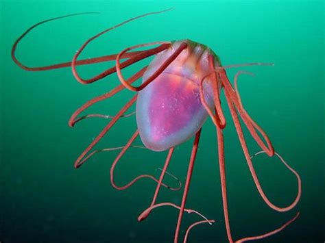 The Beautiful Helmet Jelly Periphylla Periphylla This Is A Common