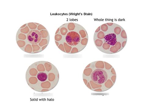 Leukocytes Wrights Stain Diagram Quizlet