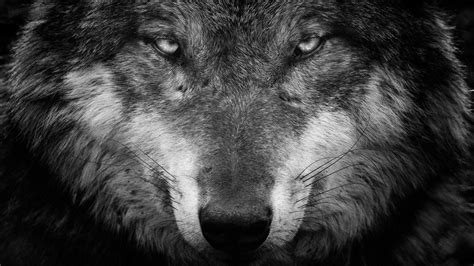 Download Animal Wolf Hd Wallpaper