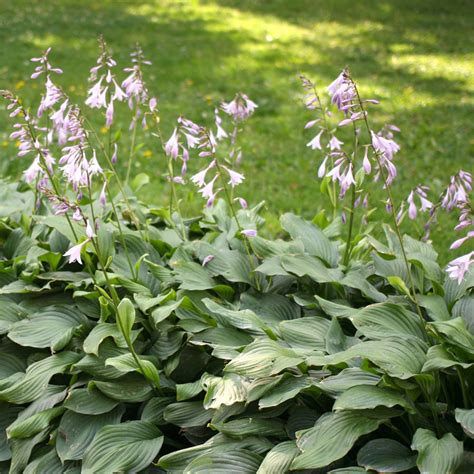 Hosta Plantaginea Hosta August Lily Fragrant Plantain 43 Off