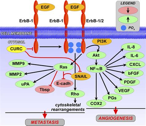 pi3k akt pathways initiated by the binding of egf to its cognate download scientific diagram