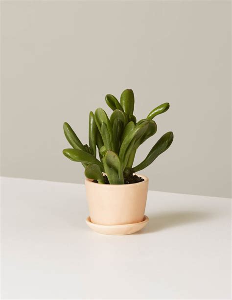 Best Office Desk Plants Popsugar Home