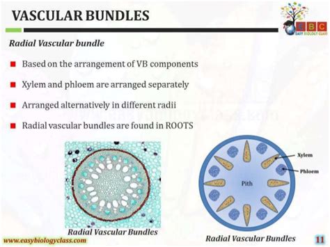 Vascular Bundles Structure And Classification Different