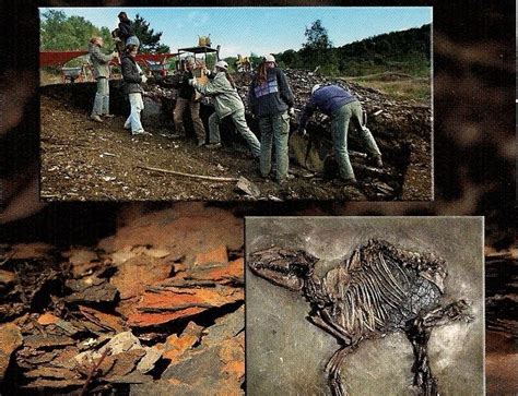 My Unesco Whs Postcards Collection Germany Messel Pit Fossil Site