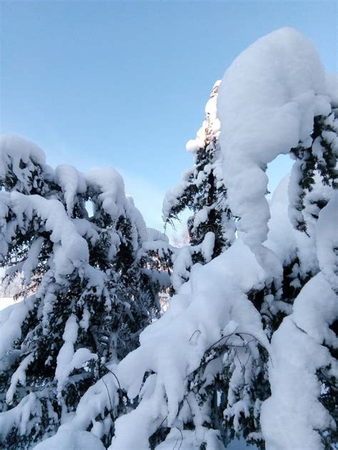 winter fairy tale winter in russia snow kingdom winter landscape stock image image of covered