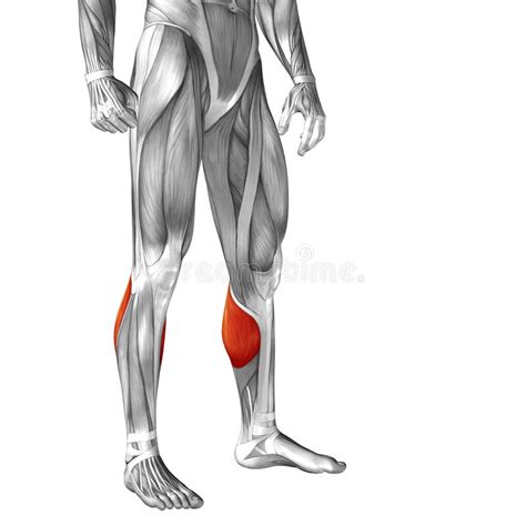 Groin Muscle Diagram Male Diagram Of Male Groin Area Pdf