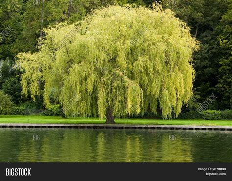Willow Tree Image And Photo Free Trial Bigstock