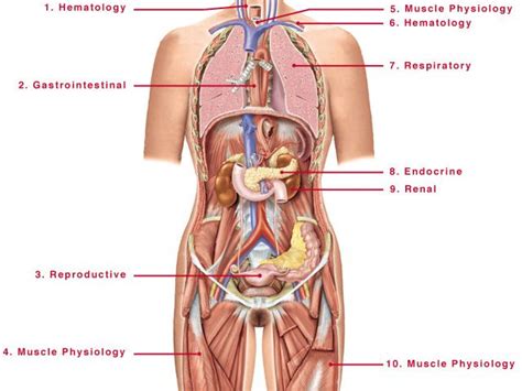 Nov 15, 2019 · learn about the female reproductive system's anatomy through diagrams and detailed facts. Interactive Case Studies and the Female Human Body | Human ...