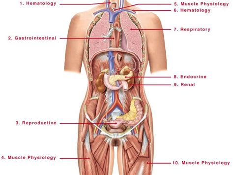 Body mass index (bmi) is calculated using your height and weight and is approximately related to body fat percentage. Interactive Case Studies and the Female Human Body | Human ...