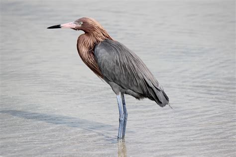To Behold The Beauty Reddish Egret