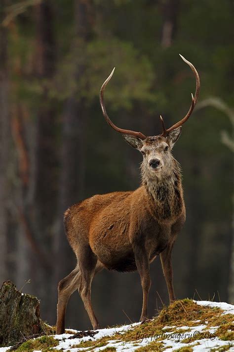 Red Stag 2 Majestic Red Stags Wandering Around Ancient Sco Flickr
