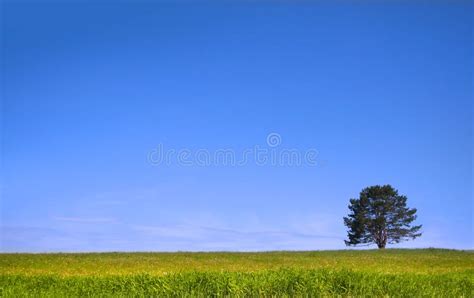 Growing Trees Stock Photo Image Of Green Marketing 27060094