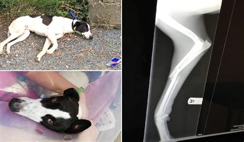 Photo about cute young black pug dog with broken back leg in brace sticking tongue out looking up. Abandoned Dog Found In Limerick'Whimpering In Pain' With ...