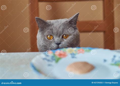 Funny Grey Cat Sitting At The Table Stock Photo Image Of Hair Animal