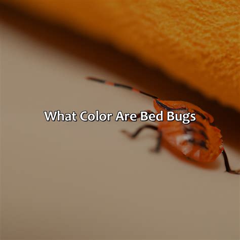 What Color Is A Bed Bug