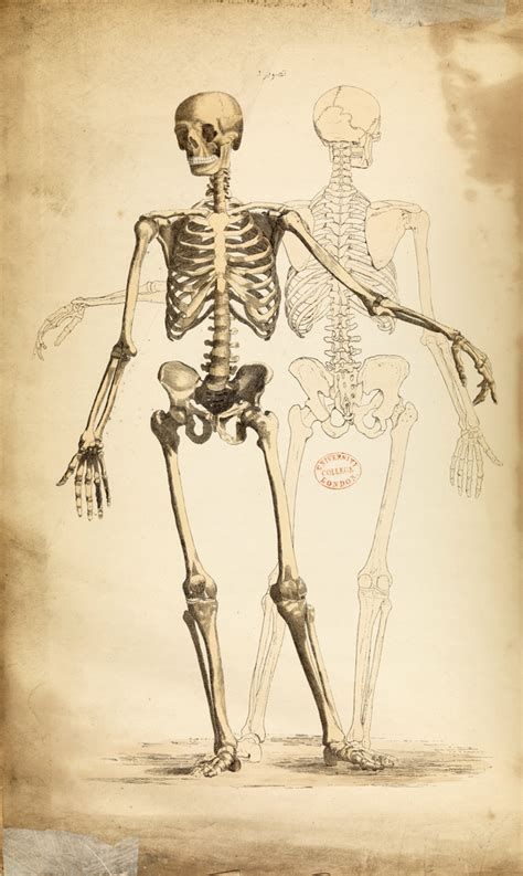 Vintage Illustration Of Human Skeleton Art Print By Pdpress X Small