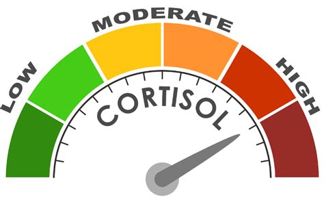 How Does Cortisol Add To Belly Fat