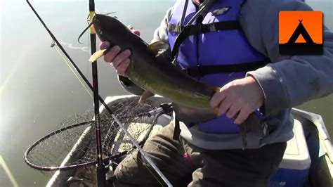 Maybe you would like to learn more about one of these? Fishing for channel catfish on the Susquehanna River - YouTube