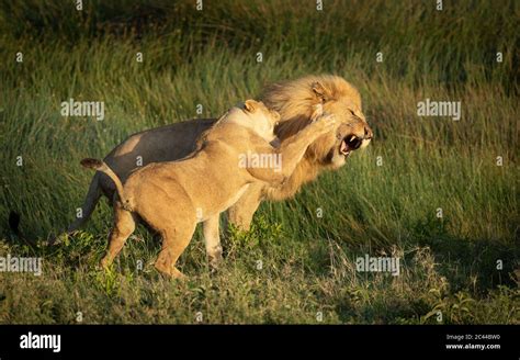 Lioness Trying To Hit The Male Lion In Its Face With Her Paw With Green
