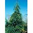 Cypress Cupressus Spp Pinales Cupressaceae  1603873