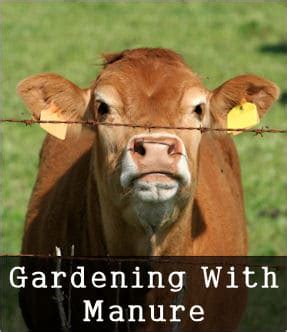 Composting cow manure using cow manure fertilizer in the garden. The Magic Of Manure & How To Use It In Your Garden ...
