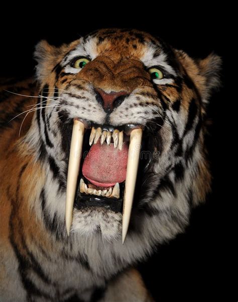 Saber Toothed Tiger Face Stock Photo Image Of Evil Predator 26934014