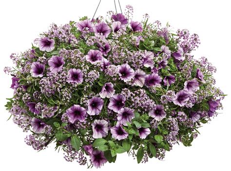 Its strong purple flowers arrive in abundance from early summer into the beginning of fall, much to the delight of pollinators, cut flower enthusiasts, and. Twilight Flower Pillow™ | Proven winners flowers, Proven ...
