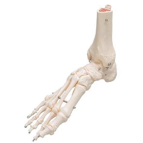 Industrial And Scientific Fhuili Foot Skeleton Model Lifesize Foot Bone
