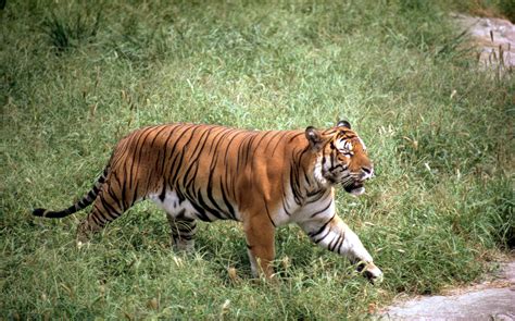 South China Tiger - endangeredspeciesassociation