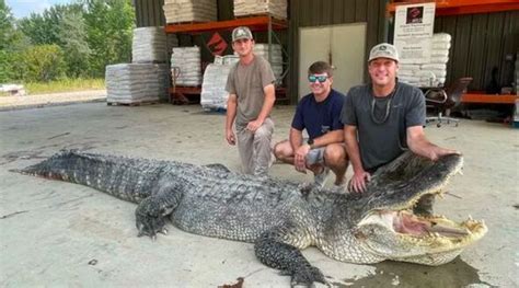Monster Alligator Weighing 800lbs And More Than 14 Feet Long Sets New